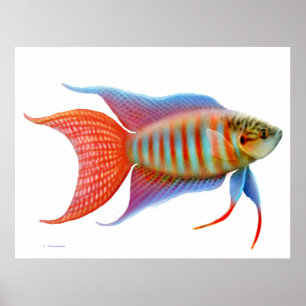 Impressão colorido dos peixes do gurami do paraí