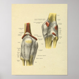 Impressão comum dos ossos da anatomia dos