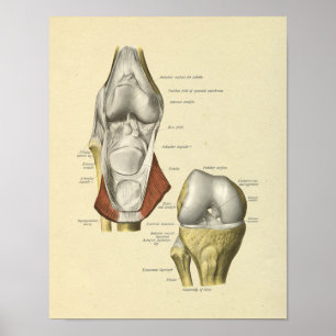 Impressão comum dos ossos da anatomia dos