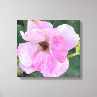 impressão cor-de-rosa-cinzento