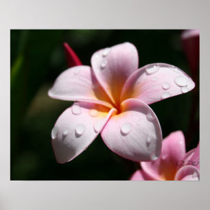 Impressão cor-de-rosa da arte do Plumeria