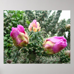 Impressão cor-de-rosa do cacto