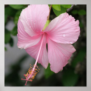 Impressão cor-de-rosa do poster do hibiscus
