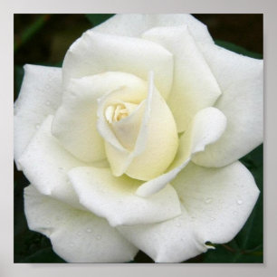 Impressão cor-de-rosa do poster dos significados