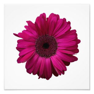 Impressão cor-de-rosa elegante da foto da