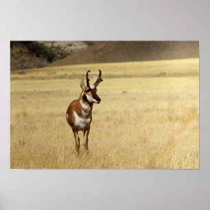 Impressão curioso do antílope de Pronghorn