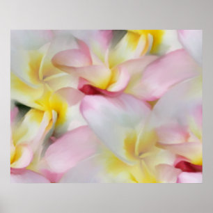 Impressão da aguarela do Plumeria