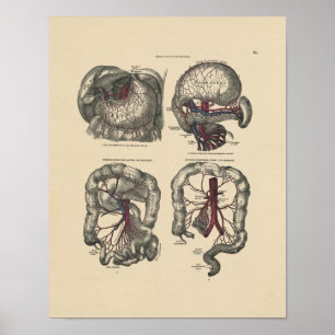 Impressão da anatomia 1880 da artéria do vintage
