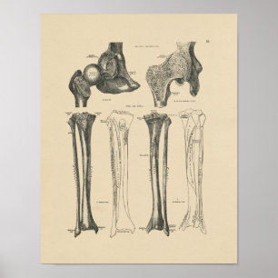 Impressão da anatomia 1880 da articulação da ba