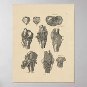 Impressão da anatomia 1880 da articulação do
