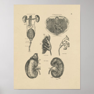 Impressão da anatomia 1880 da bexiga do rim do