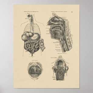 Impressão da anatomia 1880 da garganta do nariz d