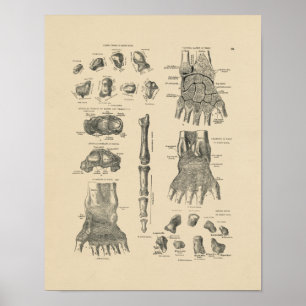 Impressão da anatomia 1880 da mão do vintage
