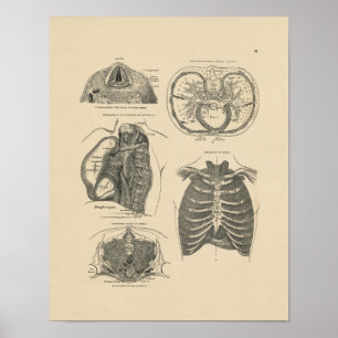 Impressão da anatomia 1880 do coração do pulmã