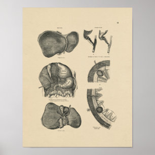 Impressão da anatomia 1880 do fígado do vintage
