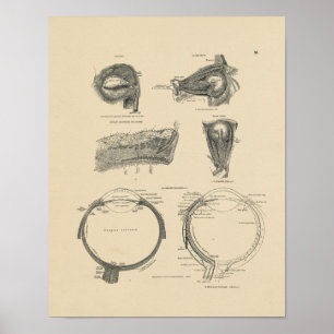 Impressão da anatomia 1880 do olho humano do