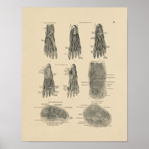 Impressão da anatomia 1880 dos músculos do pé d