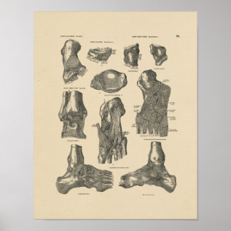 Impressão da Anatomia Conjunta do Ankle Vintage 18