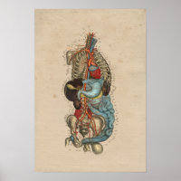 Impressão da Anatomia da artéria interna humana 18