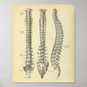 Impressão da anatomia da coluna espinal