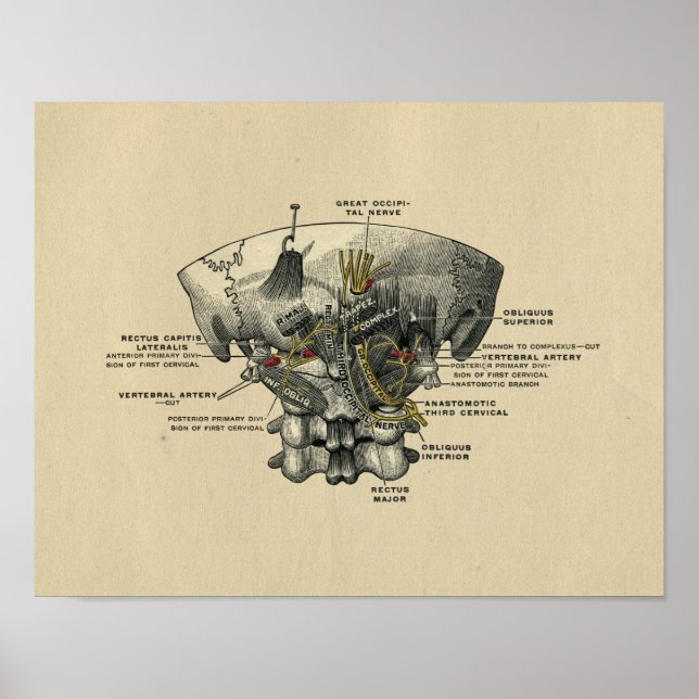 Impressão da Anatomia da coluna humana 1902 Vintag (Frente)