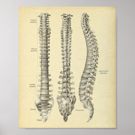 Impressão da Anatomia da Coluna Spinal
