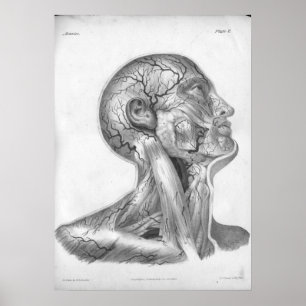 Impressão da anatomia das artérias da cabeça 18