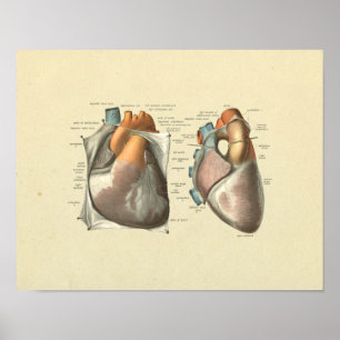 Impressão da anatomia das veias das artérias do