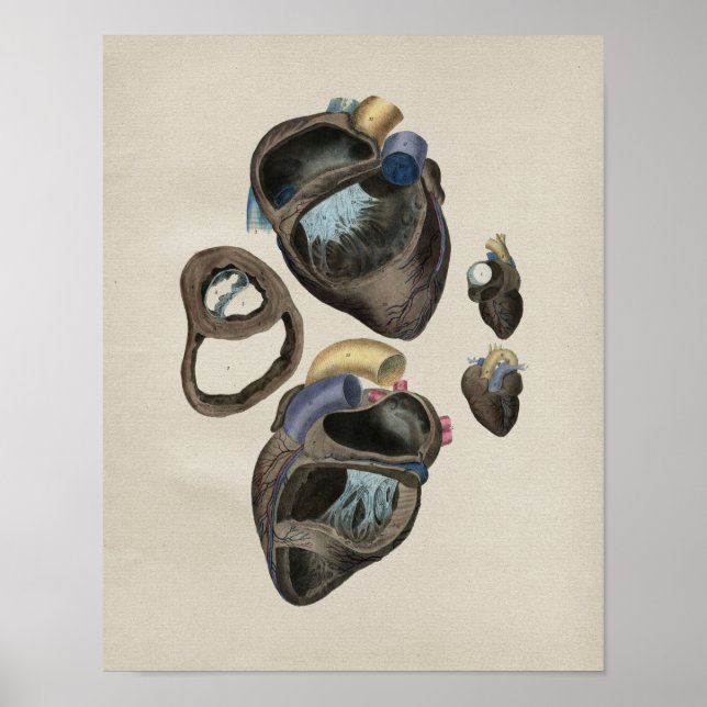 Impressão da Anatomia do Coração Humano (Frente)