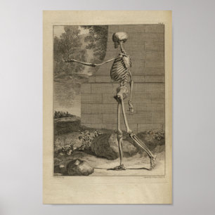 Impressão da anatomia do esqueleto do vintage 174
