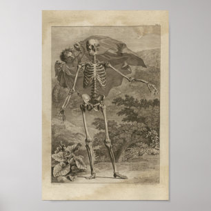 Impressão da anatomia do esqueleto do vintage 174