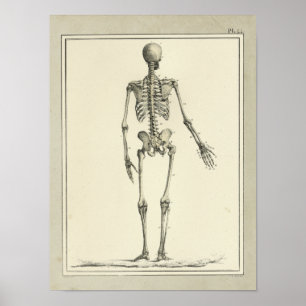 Impressão da anatomia do esqueleto do vintage 183