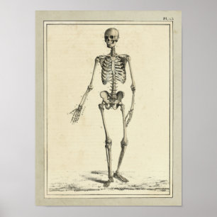 Impressão da anatomia do esqueleto do vintage 183