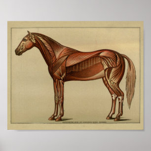 Impressão da anatomia do músculo do cavalo