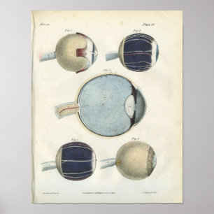 Impressão da anatomia do olho humano