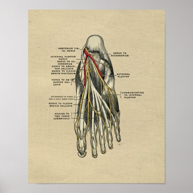 Impressão da Anatomia do Pé Humano 1902 (Frente)