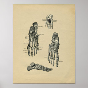Impressão da Anatomia do Pé Humano 1902