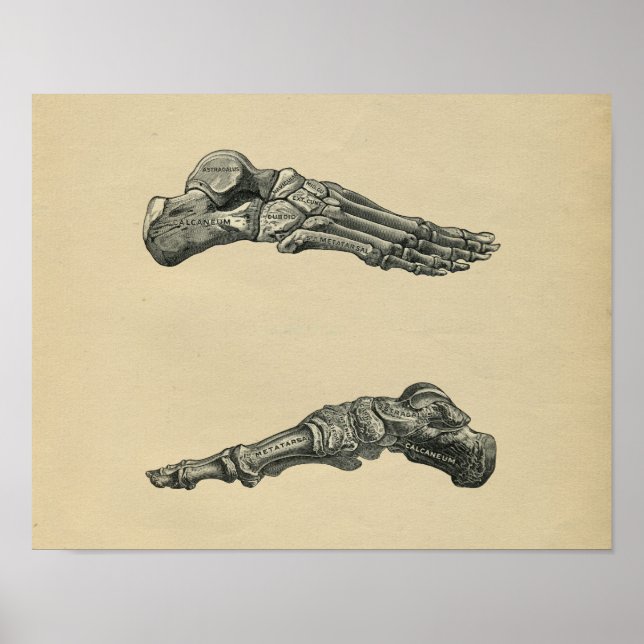 Impressão da Anatomia do Pé Humano 1902 (Frente)