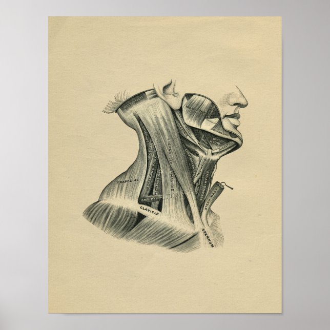 Impressão da Anatomia do Pescoço Humano 1902 Vinta (Frente)