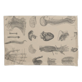 Impressão da anatomia do vintage