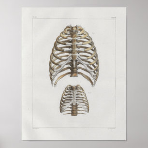 Impressão da anatomia do vintage de 1867 ossos da