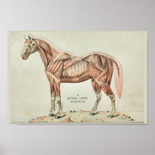 Impressão da anatomia do vintage do músculo do