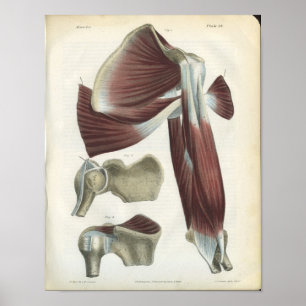 Impressão da anatomia do vintage dos músculos do