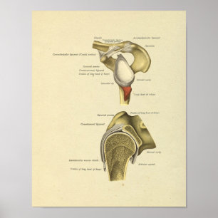 Impressão da anatomia dos ligamentos da