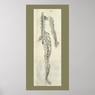 Impressão da anatomia dos nervos do vintage 1686