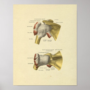 Impressão da anatomia dos ossos da articulação