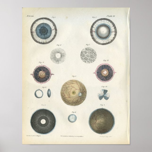 Impressão da Anatomia Interna do Olho Humano (Frente)