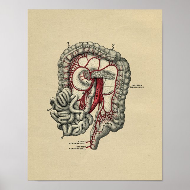 Impressão da Anatomia Intestinal Humana 1902 (Frente)