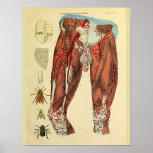Impressão da arte da anatomia das abelhas das