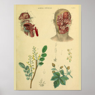 Impressão da arte da anatomia das plantas